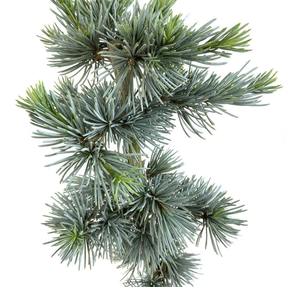 Blue Atlas Cedar Bonsai
