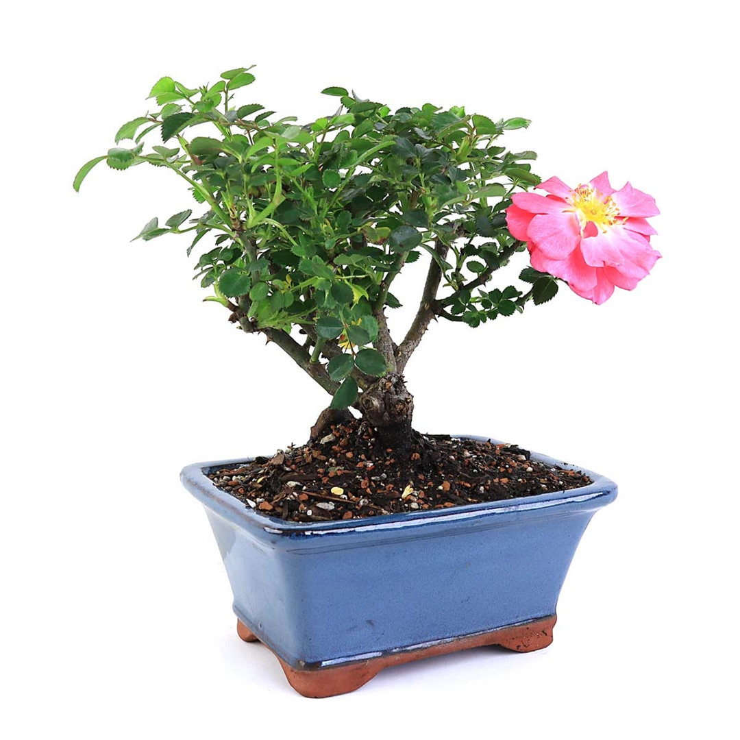 Mini Rose Bonsai