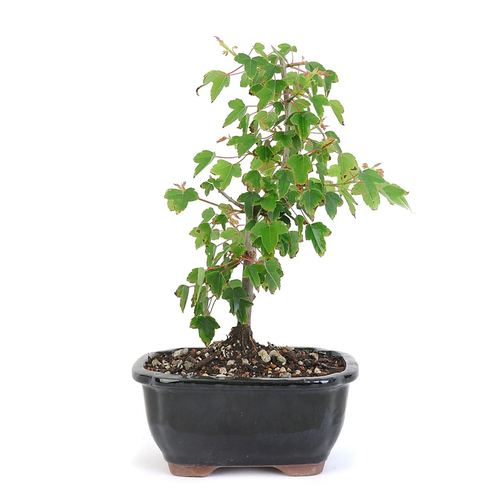 Miniature Trident Maple Bonsai