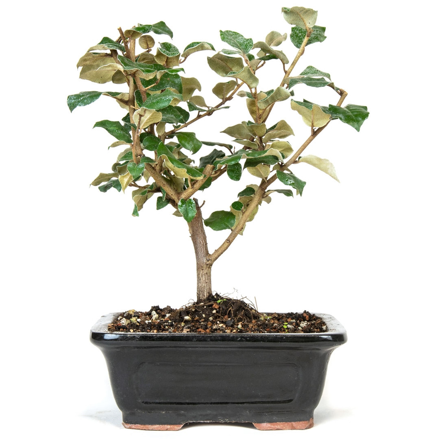 Silverberry Bonsai