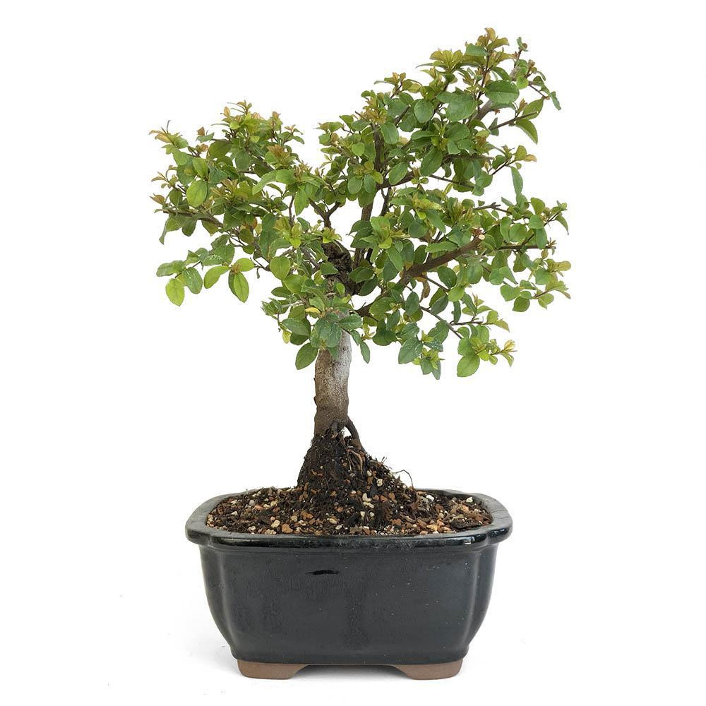 Miniature Chinese Sweet Plum Bonsai (Sageretia) - Eastern Leaf