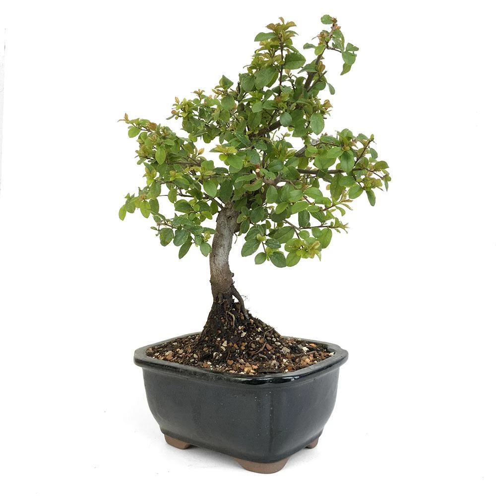 Miniature Chinese Sweet Plum Bonsai (Sageretia) - Eastern Leaf
