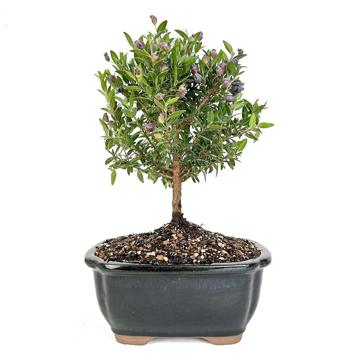 Miniature Myrtle Bonsai