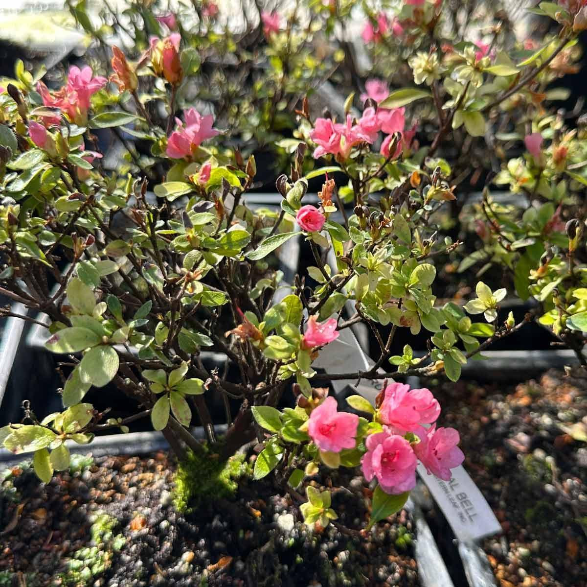 Kurume Azalea Coral Bells