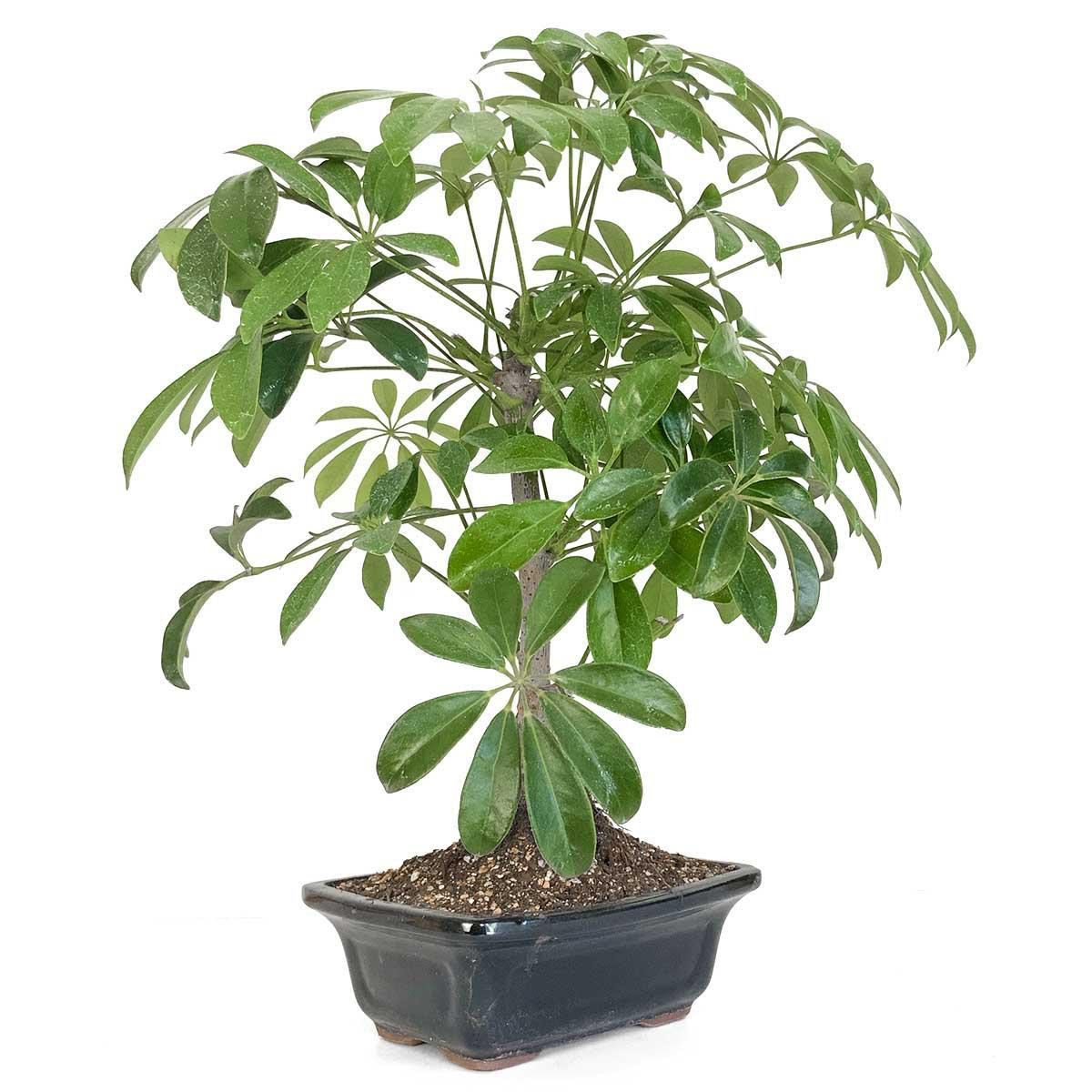 Umbrella Tree Bonsai