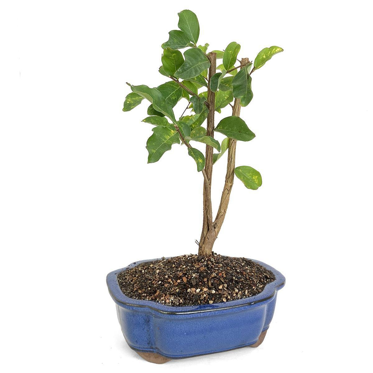 Crepe Myrtle Bonsai