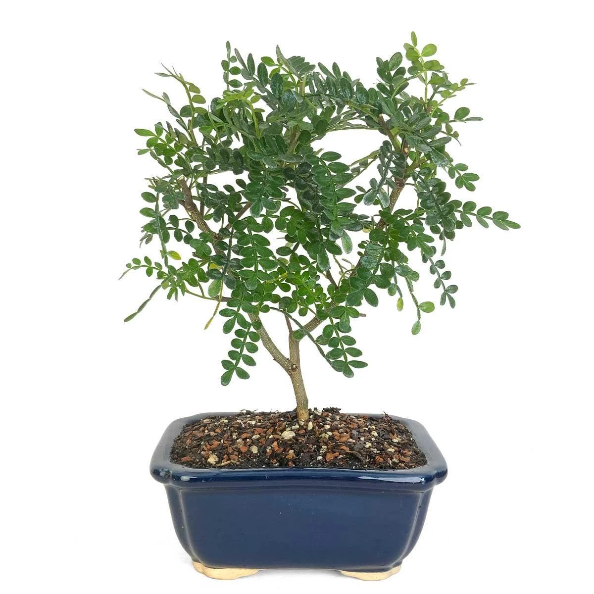 Miniature Chinese Pepper Tree Bonsai