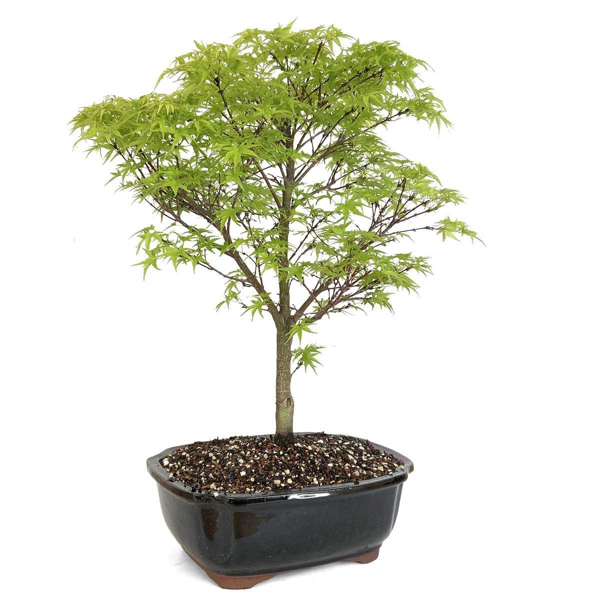 Large Sharp's Pygmy Japanese Maple