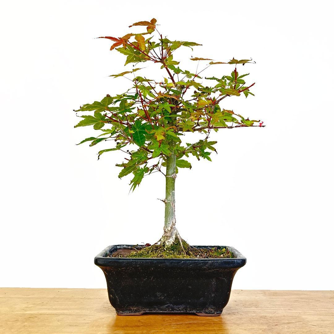 ☆tree☆ページ Artist Curated Shindeshojo Japanese Maple - 362295 - Eastern Leaf