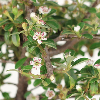 Miniature Cotoneaster Bonsai