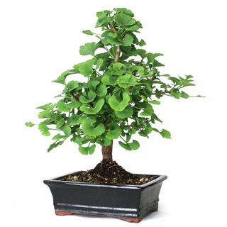 Bonsai - Ginkgo Bonsai Tree from EasternLeaf.com; Recognizable for its  fan-style fossil leaves, Ginkgo's are generally grown for their vivid  yellow autumn color, and their columnar shape. The Ginkgo Bonsai Tree was