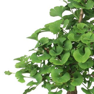 Bonsai - Ginkgo Bonsai Tree from EasternLeaf.com; Recognizable for its  fan-style fossil leaves, Ginkgo's are generally grown for their vivid  yellow autumn color, and their columnar shape. The Ginkgo Bonsai Tree was