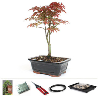 Dwarf Japanese Red Maple Bonsai Starter Kit
