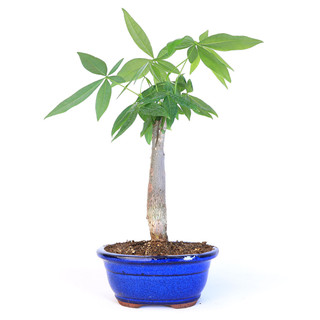 Money Tree Bonsai from EasternLeaf.com