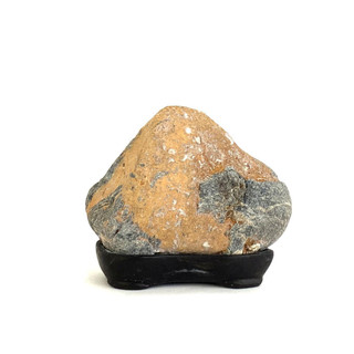 STONE  9本セット Japanese Suiseki - Ogon-seki River Stone with Daiza - Eastern Leaf