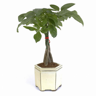 Braided Money Tree in Self-Watering Planter - Beige Hexagon