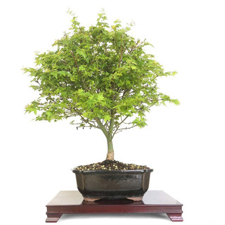 Artist Curated Koto Maru Japanese Maple