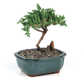 Bonsai Top Dressing, Bonsai Top Rocks