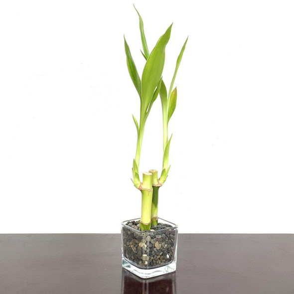 Mini Square Bamboo Favor with Black Gravel