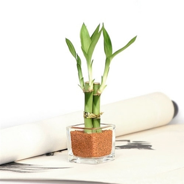 Mini Square Lucky Bamboo Wedding Favor