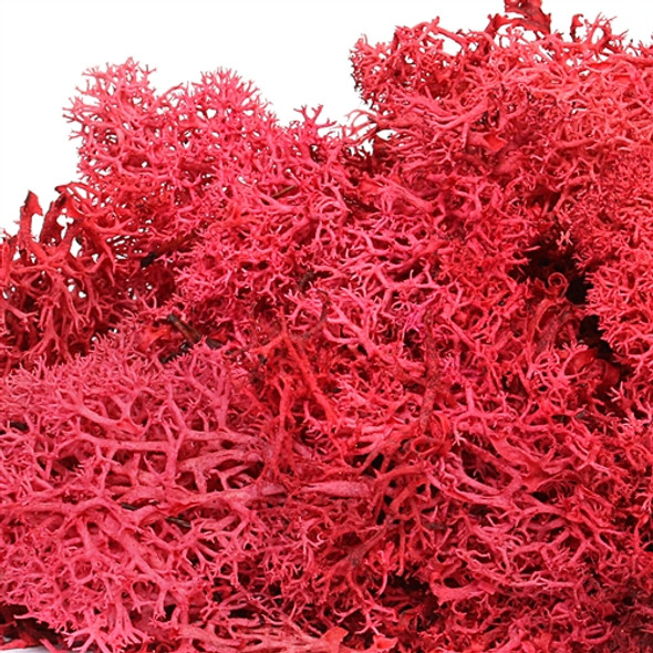 Reindeer Moss - Red Reindeer Moss - Red