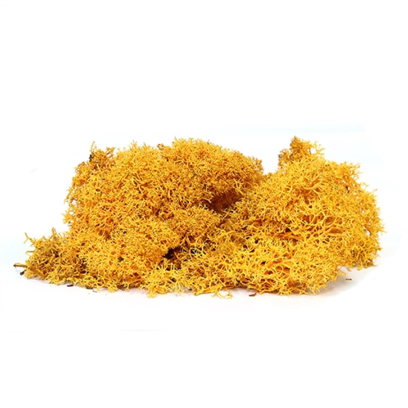 Orange Deer Moss Orange Deer Moss