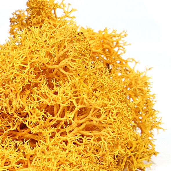 Reindeer Moss - Orange Reindeer Moss - Orange