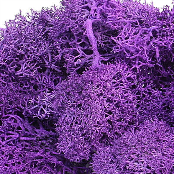 Reindeer Moss - Purple