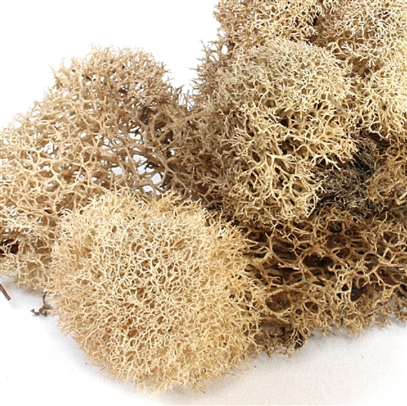 Reindeer Moss - Natural