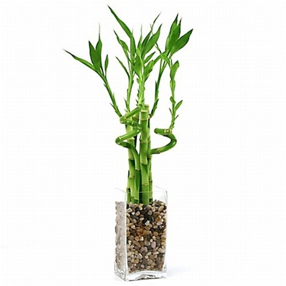 Lucky Bamboo Arrangement - Natural Glass