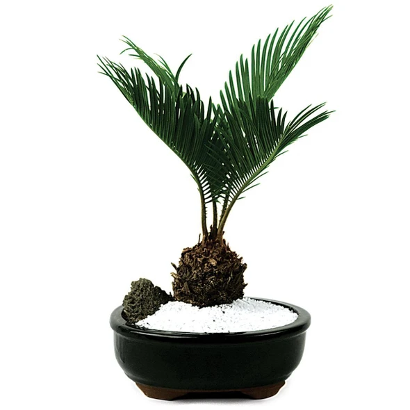 Eastern Leaf Sago Palm