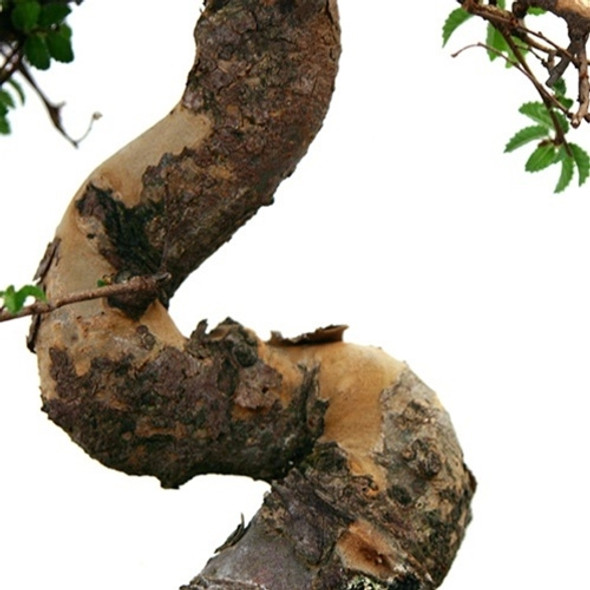 Chinese Elm Chinese Elm