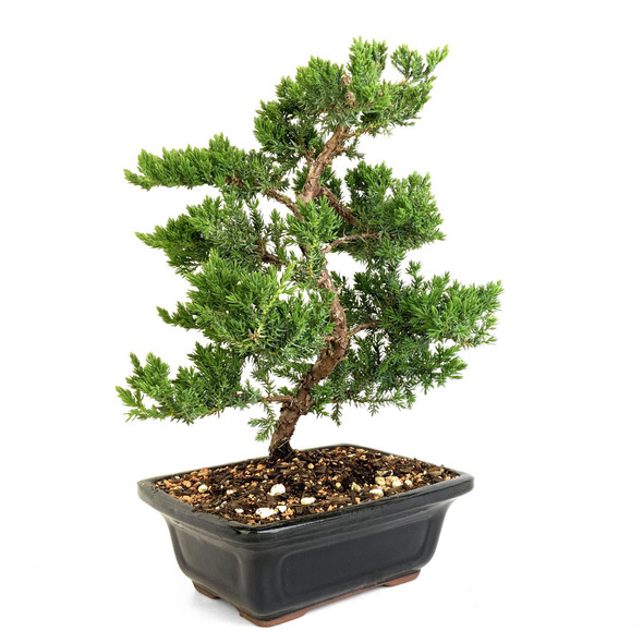 Trained Juniper Bonsai