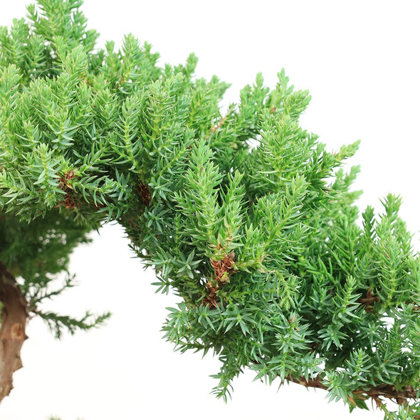 Trained Juniper Bonsai