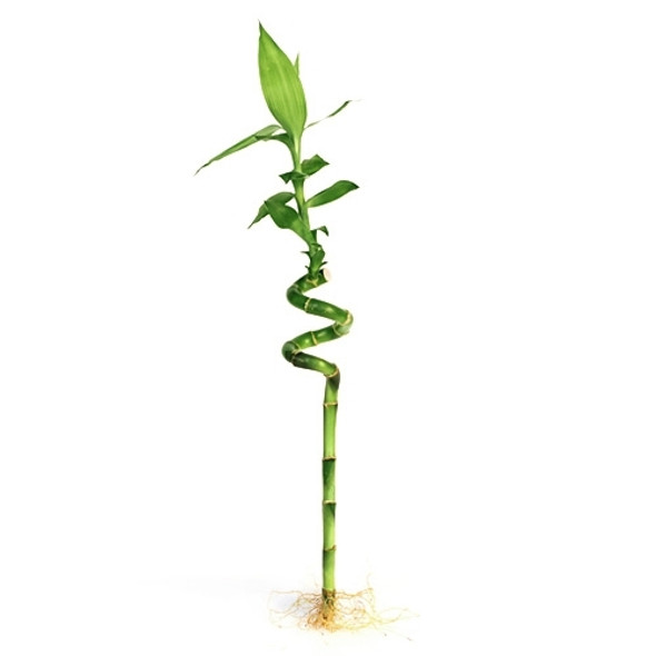 Lucky Bamboo - Individual Bamboo Sticks