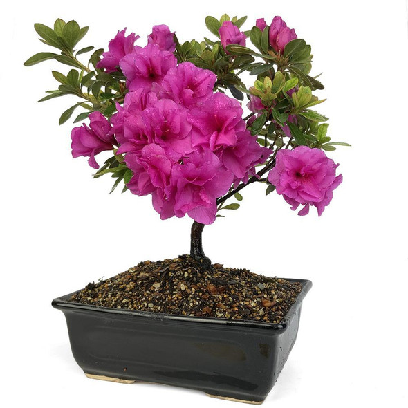 Azalea - Purple Blossom