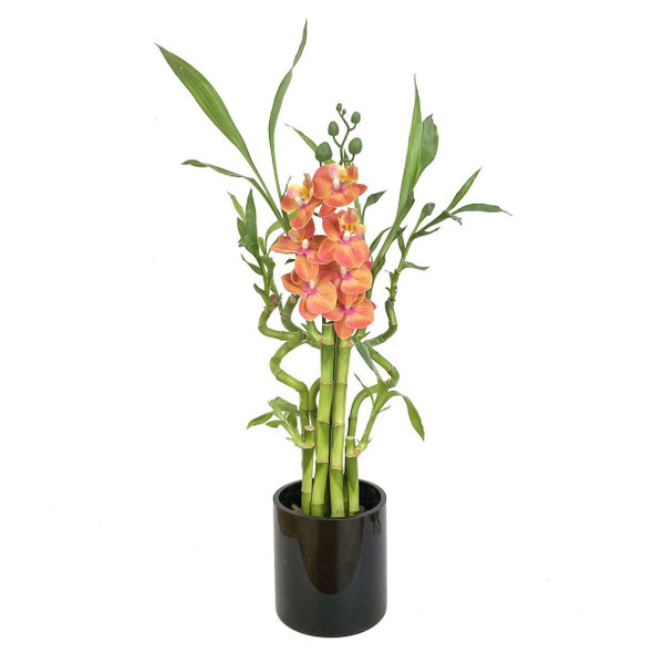 Lucky Bamboo Arrangement with coral silk orchid blooms