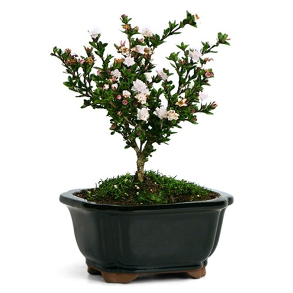 Serissa Japonica Snowrose Bonsai Tree