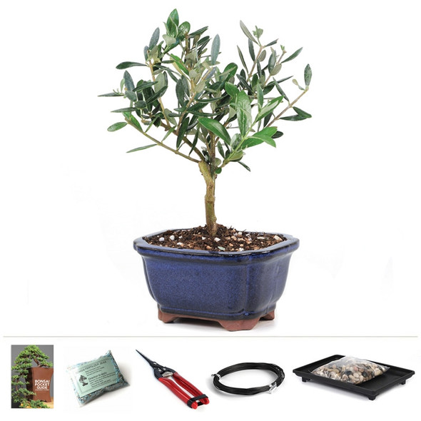Bonsai - Miniature Little Ollie Olive Bonsai Tree <!-- Bonsai -->