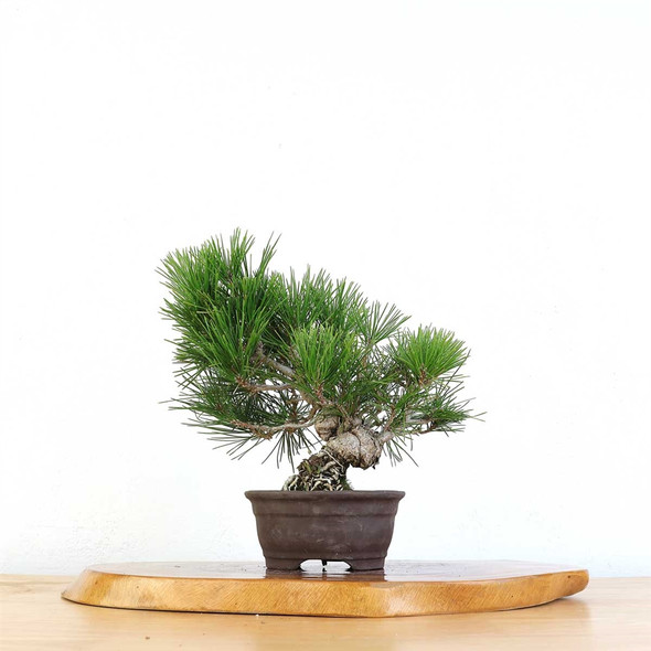 Artist Curated Bonsai