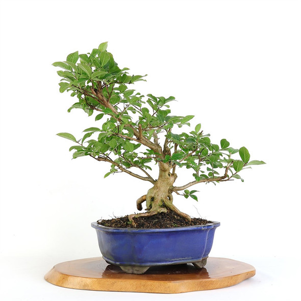 Artist Curated Bonsai