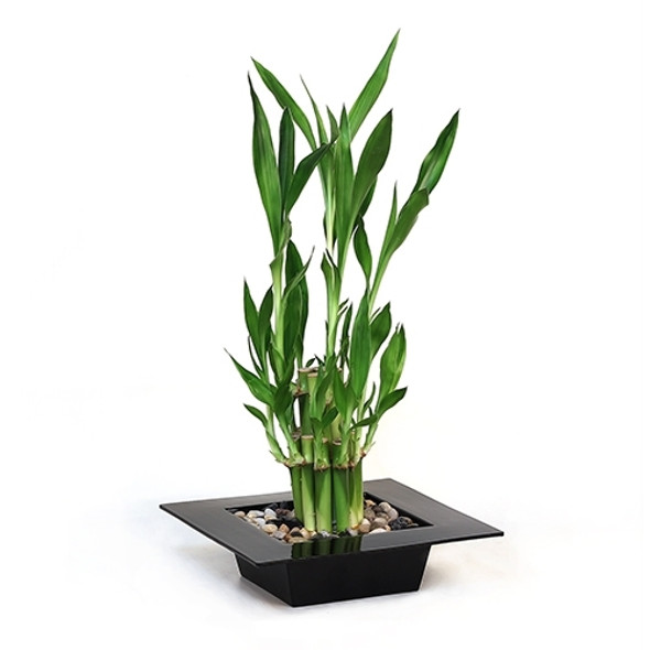 Lucky Bamboo Arrangement - Tiered Bamboo <!-- Lucky Bamboo -->