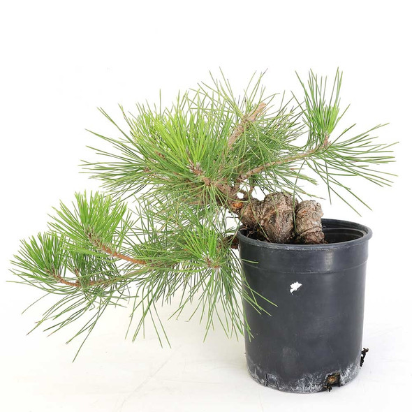 Ready to Style Japanese Black Pine - 80108