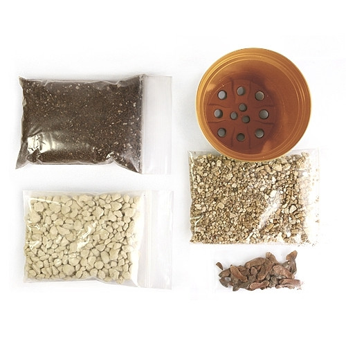 Japanese Red Maple Bonsai Seed Kit
