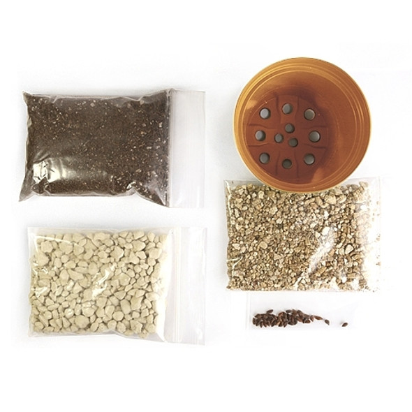 Norway Spruce Bonsai Seed Kit