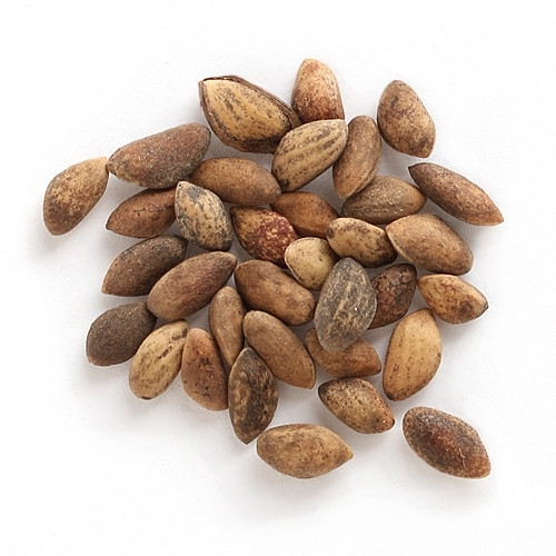 Japanese Black Pine Bonsai Seeds