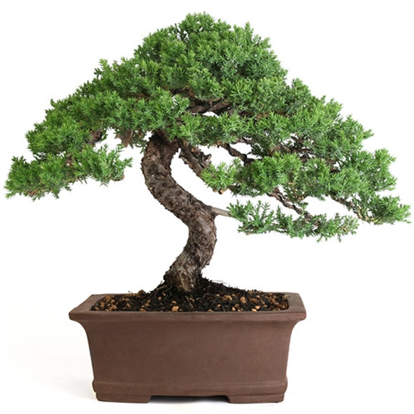 Informal Upright Juniper by Jason Chan