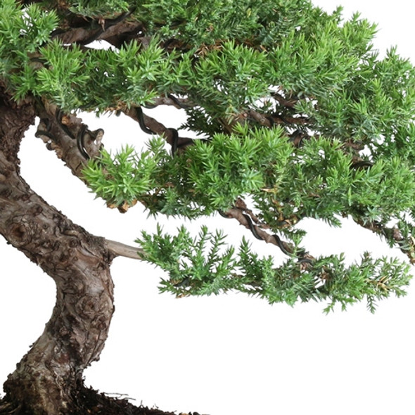 Informal Upright Juniper by Jason Chan #JC01Actual Tree Shown