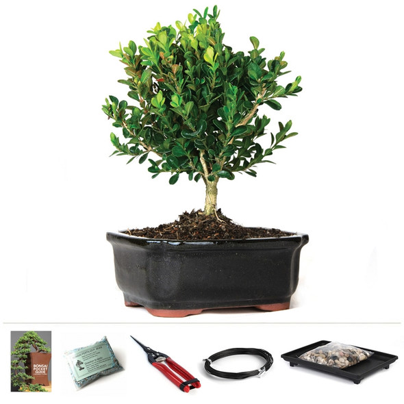 Bonsai - Miniature Boxwood Bonsai Tree <!-- Bonsai -->