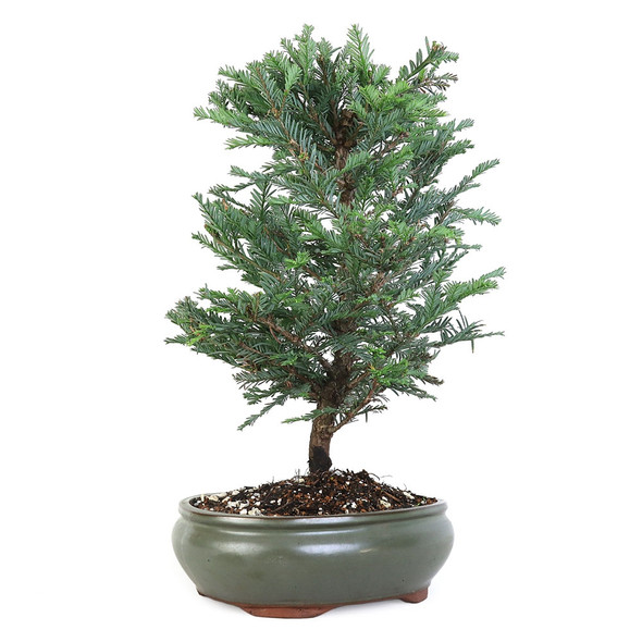 Large Coastal Redwood Bonsai Tree